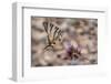 Scarce swallowtail butterfly landing on a flower, Italy-Paul Harcourt Davies-Framed Photographic Print