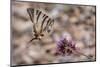 Scarce swallowtail butterfly landing on a flower, Italy-Paul Harcourt Davies-Mounted Photographic Print