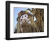 Scarecrow and Dead Corn Husks, Carnation, Washington, USA-Merrill Images-Framed Photographic Print