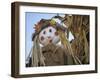 Scarecrow and Dead Corn Husks, Carnation, Washington, USA-Merrill Images-Framed Photographic Print