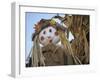 Scarecrow and Dead Corn Husks, Carnation, Washington, USA-Merrill Images-Framed Photographic Print