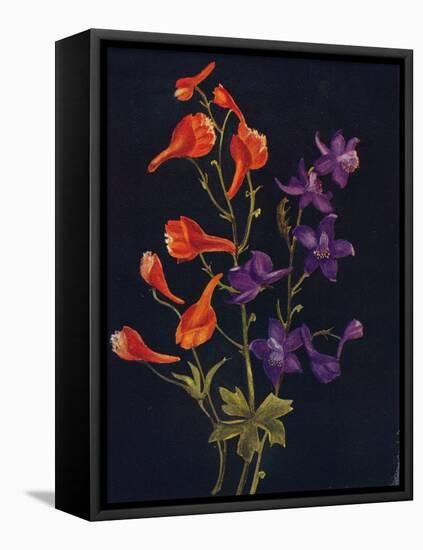 'Scarlet and Blue Larkspur',  c1915, (1915)-Emma Graham Clock-Framed Stretched Canvas