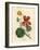 Scarlet and Yellow Flowered Greater Indian Cress, Tropaeolum Majus-James Sowerby-Framed Giclee Print