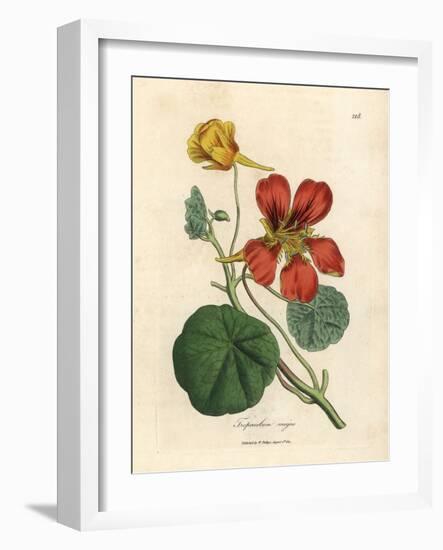 Scarlet and Yellow Flowered Greater Indian Cress, Tropaeolum Majus-James Sowerby-Framed Giclee Print