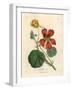 Scarlet and Yellow Flowered Greater Indian Cress, Tropaeolum Majus-James Sowerby-Framed Giclee Print