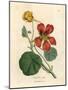 Scarlet and Yellow Flowered Greater Indian Cress, Tropaeolum Majus-James Sowerby-Mounted Giclee Print