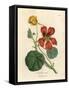 Scarlet and Yellow Flowered Greater Indian Cress, Tropaeolum Majus-James Sowerby-Framed Stretched Canvas