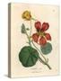 Scarlet and Yellow Flowered Greater Indian Cress, Tropaeolum Majus-James Sowerby-Stretched Canvas