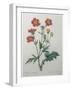 Scarlet Avens-Pierre-Joseph Redoute-Framed Art Print