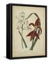 Scarlet Beauty II-Sydenham Edwards-Framed Stretched Canvas