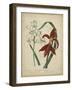 Scarlet Beauty II-Sydenham Edwards-Framed Art Print