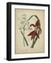 Scarlet Beauty II-Sydenham Edwards-Framed Art Print