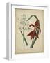 Scarlet Beauty II-Sydenham Edwards-Framed Art Print