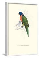 Scarlet-Collerd Parakeet - Trichoglossus Rubritorquis-Edward Lear-Framed Art Print