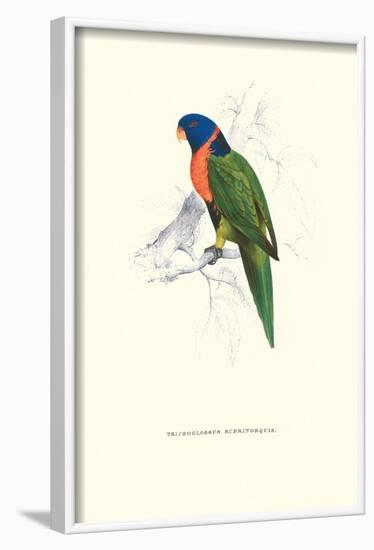 Scarlet-Collerd Parakeet - Trichoglossus Rubritorquis-Edward Lear-Framed Art Print