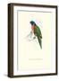 Scarlet-Collerd Parakeet - Trichoglossus Rubritorquis-Edward Lear-Framed Art Print