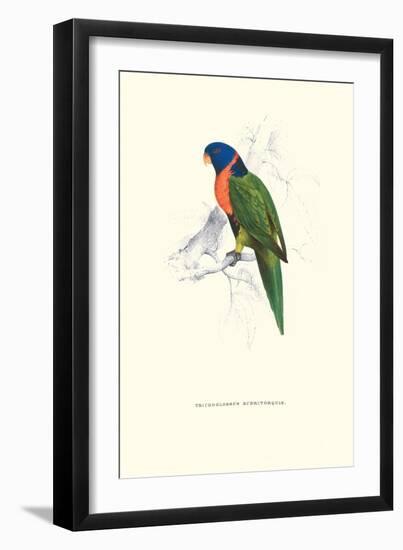 Scarlet-Collerd Parakeet - Trichoglossus Rubritorquis-Edward Lear-Framed Art Print