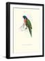 Scarlet-Collerd Parakeet - Trichoglossus Rubritorquis-Edward Lear-Framed Art Print