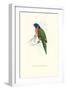 Scarlet-Collerd Parakeet - Trichoglossus Rubritorquis-Edward Lear-Framed Art Print