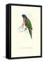 Scarlet-Collerd Parakeet - Trichoglossus Rubritorquis-Edward Lear-Framed Stretched Canvas