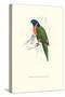 Scarlet-Collerd Parakeet - Trichoglossus Rubritorquis-Edward Lear-Stretched Canvas