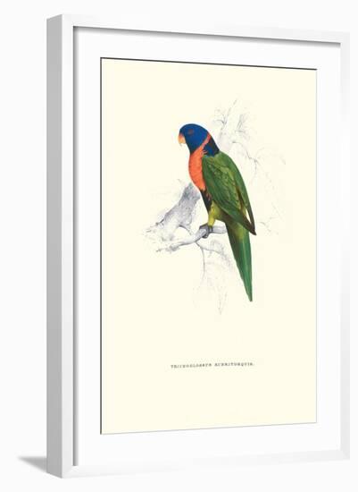 Scarlet-Collerd Parakeet - Trichoglossus Rubritorquis-Edward Lear-Framed Art Print