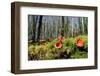 Scarlet elf cup fungi growing on rotten mossy log, UK-Nick Upton-Framed Photographic Print