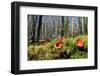 Scarlet elf cup fungi growing on rotten mossy log, UK-Nick Upton-Framed Photographic Print