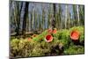 Scarlet elf cup fungi growing on rotten mossy log, UK-Nick Upton-Mounted Photographic Print