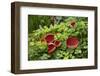 Scarlet elf cup fungus amongst Opposite-leaved golden-saxifrage. County Armagh. March.-Robert Thompson-Framed Photographic Print