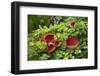 Scarlet elf cup fungus amongst Opposite-leaved golden-saxifrage. County Armagh. March.-Robert Thompson-Framed Photographic Print