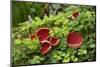 Scarlet elf cup fungus amongst Opposite-leaved golden-saxifrage. County Armagh. March.-Robert Thompson-Mounted Photographic Print