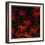 Scarlet Evening-Farrell Douglass-Framed Giclee Print