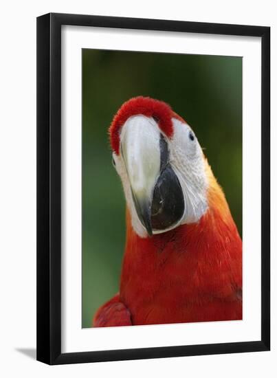 Scarlet Feather-Susann Parker-Framed Photographic Print