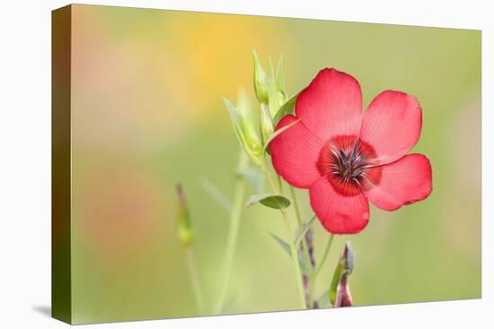 Scarlet Flax Single Blossom of a Scarlet Flax-null-Stretched Canvas