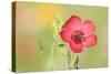 Scarlet Flax Single Blossom of a Scarlet Flax-null-Stretched Canvas