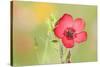 Scarlet Flax Single Blossom of a Scarlet Flax-null-Stretched Canvas