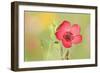 Scarlet Flax Single Blossom of a Scarlet Flax-null-Framed Photographic Print