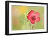 Scarlet Flax Single Blossom of a Scarlet Flax-null-Framed Photographic Print