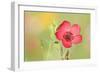 Scarlet Flax Single Blossom of a Scarlet Flax-null-Framed Photographic Print