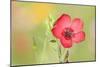 Scarlet Flax Single Blossom of a Scarlet Flax-null-Mounted Photographic Print