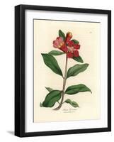 Scarlet Flowered Pomegranate Tree, Punica Granatum-James Sowerby-Framed Giclee Print