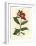 Scarlet Flowered Pomegranate Tree, Punica Granatum-James Sowerby-Framed Giclee Print