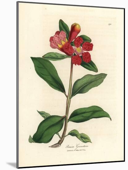 Scarlet Flowered Pomegranate Tree, Punica Granatum-James Sowerby-Mounted Giclee Print