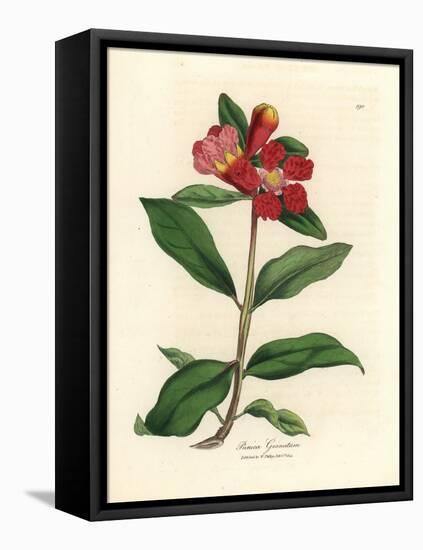 Scarlet Flowered Pomegranate Tree, Punica Granatum-James Sowerby-Framed Stretched Canvas