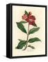 Scarlet Flowered Pomegranate Tree, Punica Granatum-James Sowerby-Framed Stretched Canvas