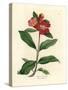 Scarlet Flowered Pomegranate Tree, Punica Granatum-James Sowerby-Stretched Canvas