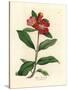 Scarlet Flowered Pomegranate Tree, Punica Granatum-James Sowerby-Stretched Canvas