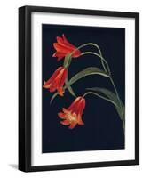 'Scarlet Fritillaria',  c1915, (1915)-Emma Graham Clock-Framed Giclee Print