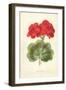 Scarlet Geranium-Frederick Edward Hulme-Framed Giclee Print